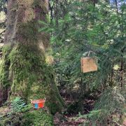 image montrant la forêt dans laquelle aura lieu le jeu de piste forestier - à la découverte de soi