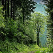 Photo illustrant les séjours "A la découverte des forêts extraordinaires" en Suisse et en France. Non contractuelle.