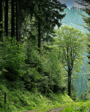 Séjours “A la découverte des forêts extraordinaires”