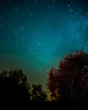 Bain de forêt semi-nocturne sensoriel – Samedi 24 mai 2025